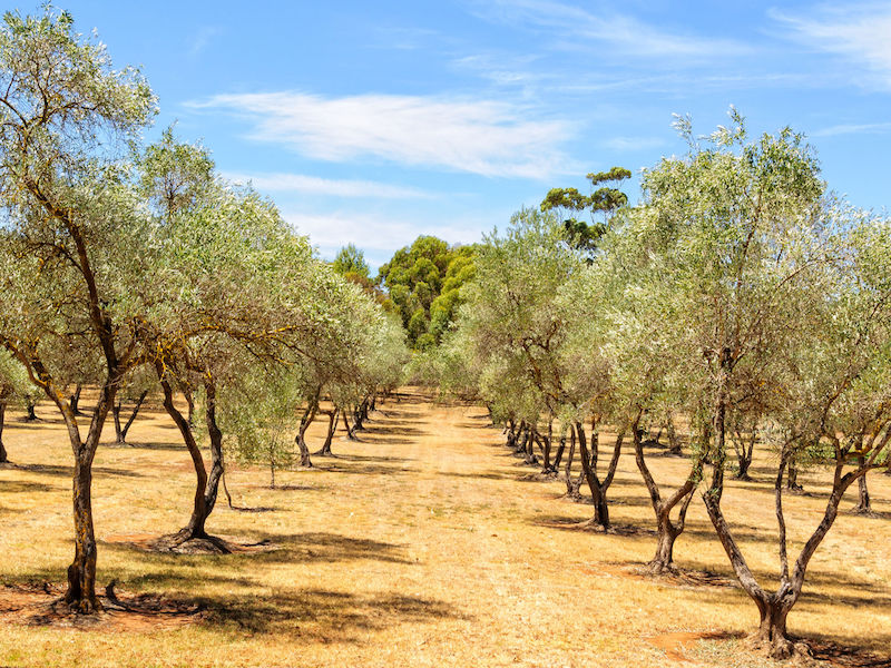 PSP buying into Australia almond orchards, water rights